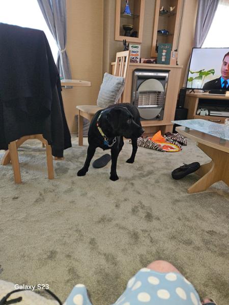 Adult Lamb Dry Dog Food