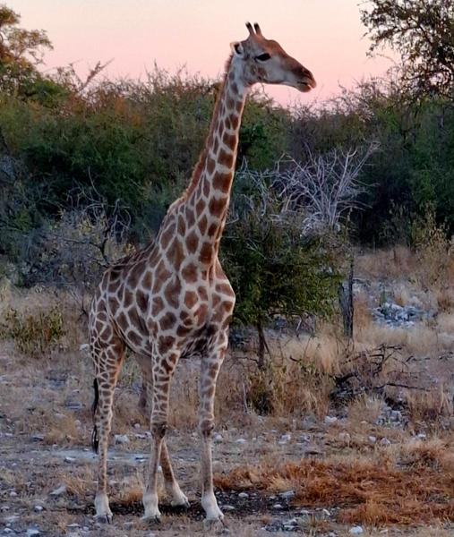 5462-Ultimate African Adventure