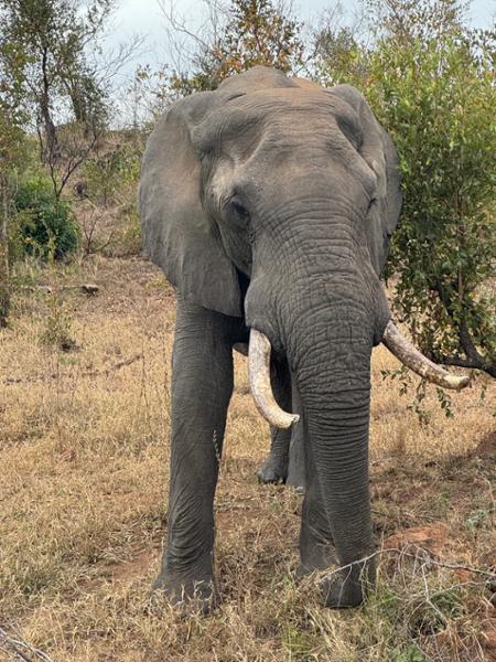 5167-2 for 1 South Africa