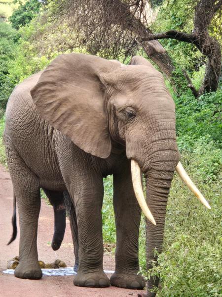 African trip - well worth it.