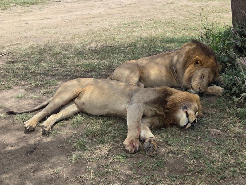 African trip - well worth it.