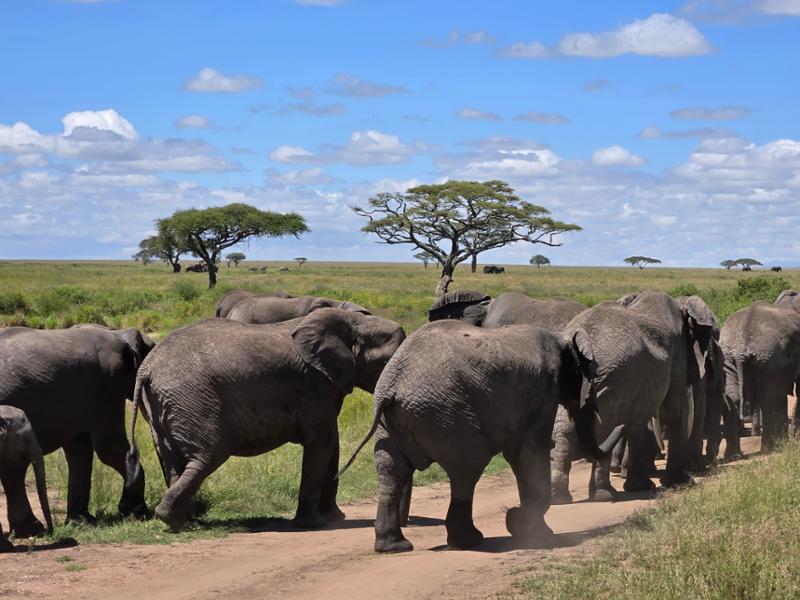 African trip - well worth it.