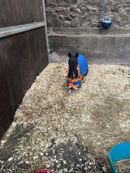 Shetland-Miniature-Donkey-Section A 200g V2 Middleweight 1200D Standard Turnout Rug