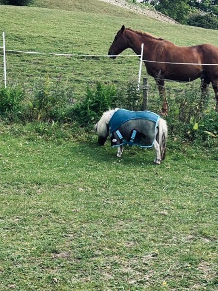 Shetland-Miniature-Donkey Mesh Cooler Rug