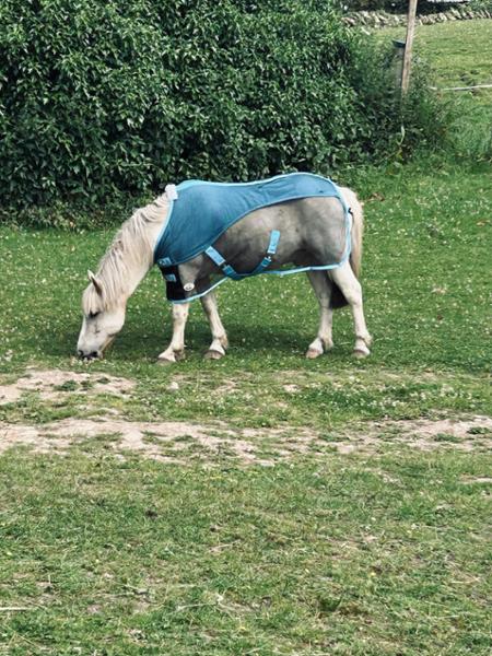 Shetland-Miniature-Donkey Mesh Cooler Rug