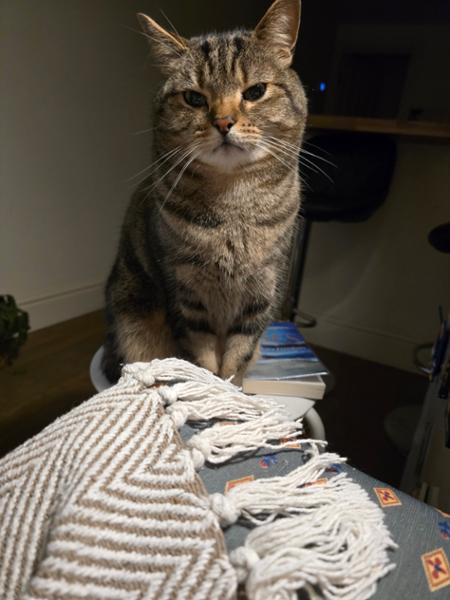 Dry Cat Food | 1.5kg | Hypoallergenic | Salmon and Herring | Grain Free & Natural Ingredients | Vet Recommended | Purr and Miaow