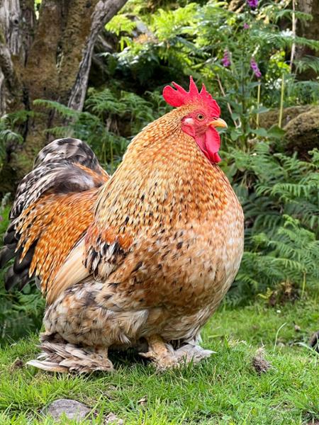 Your holiday: Wild and Wonderful Western Ireland Guided Walking