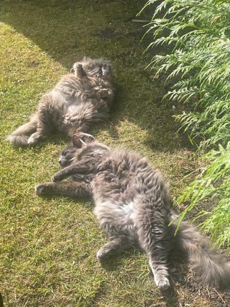 Royal Canin VCN Cat Senior Stage 1 Balance