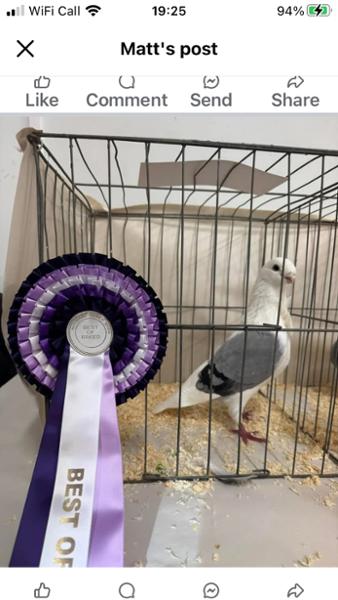 PROLYTE Probiotic Post Race Restorative Supplement for Racing Pigeons