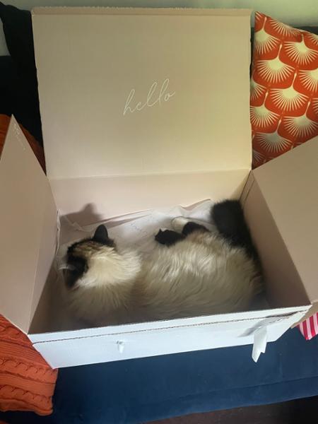 Katie Loxton Milan Cabin Bag
