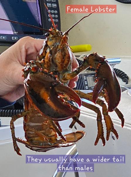 Roaming Coastal Maine on 05/30/2025