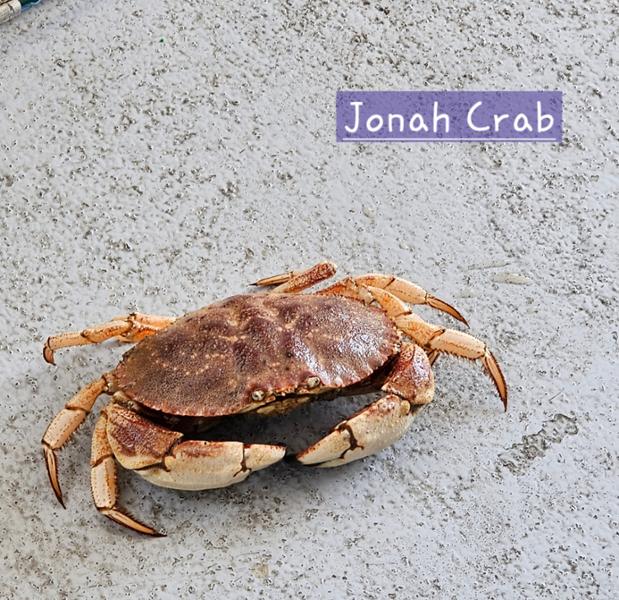 Roaming Coastal Maine on 05/30/2025