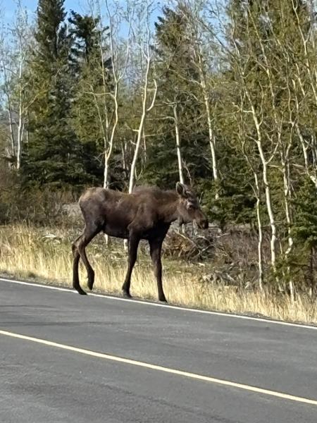 Jewels of Alaska