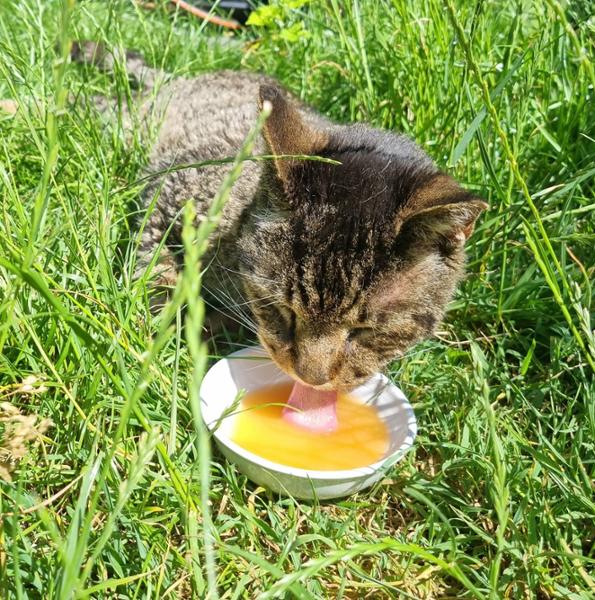 Chicken Soup
