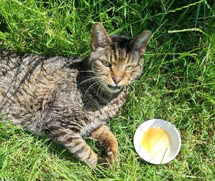 Chicken Soup
