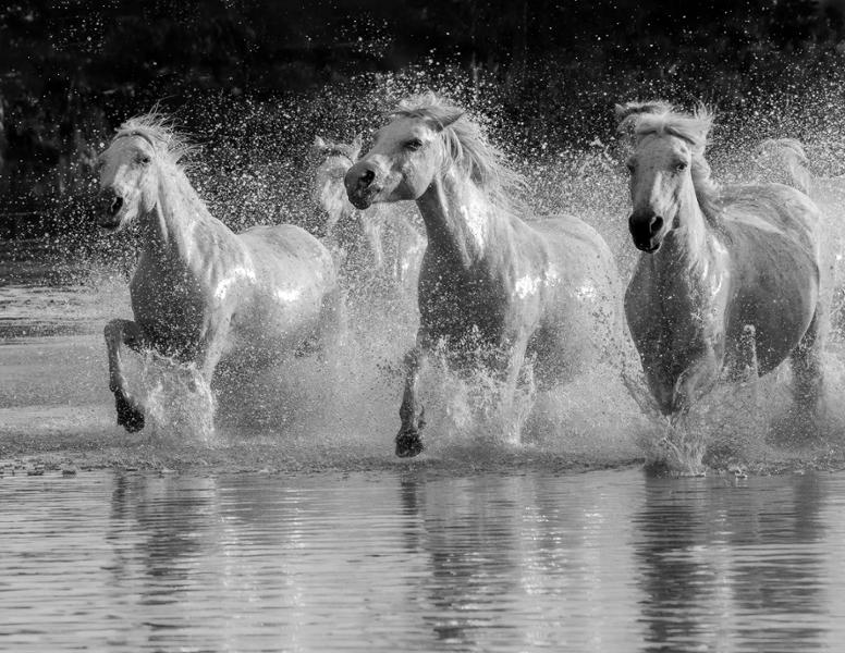 In the Footsteps of van Gogh - Provence and Camargue Photography Tour