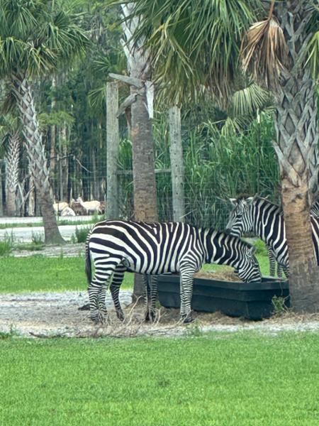 Gator & safari park