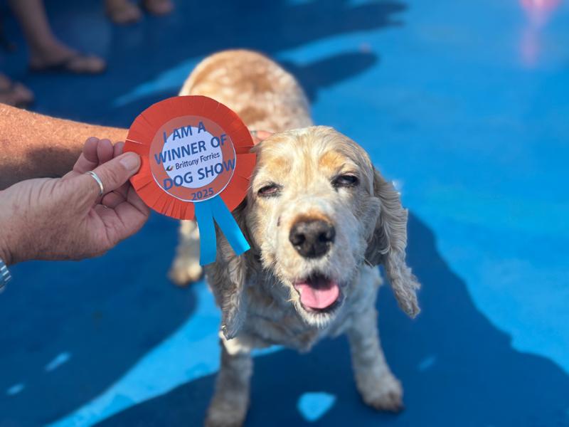 Scottish Salmon Oil | 500ml | Fish Oil For Dogs | Omega 3 Supplement For Dogs | Natural Supplement | Pooch & Mutt