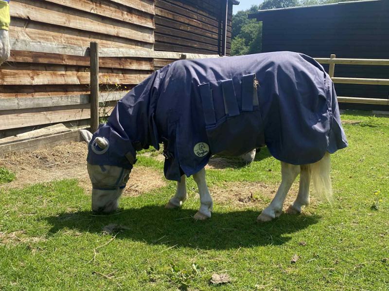 Shetland - Miniature UV Fly Rug Combo