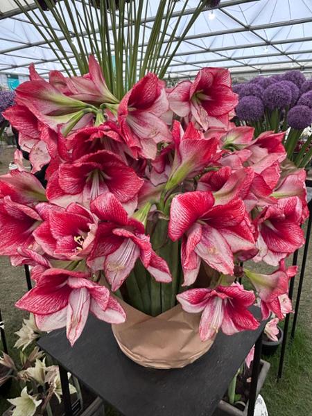 European Affair and Chelsea Flower Show 2025