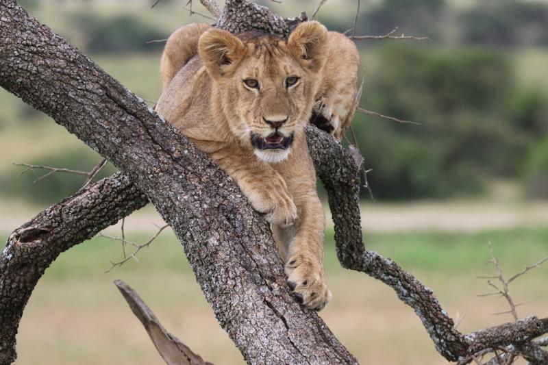 Tanzania