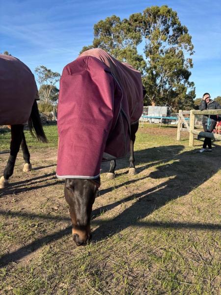 ComFiTec Plus Dynamic II Neck Rug Medium