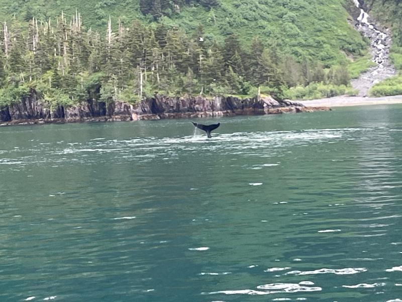 Kenai Fjords & Denali Adventure
