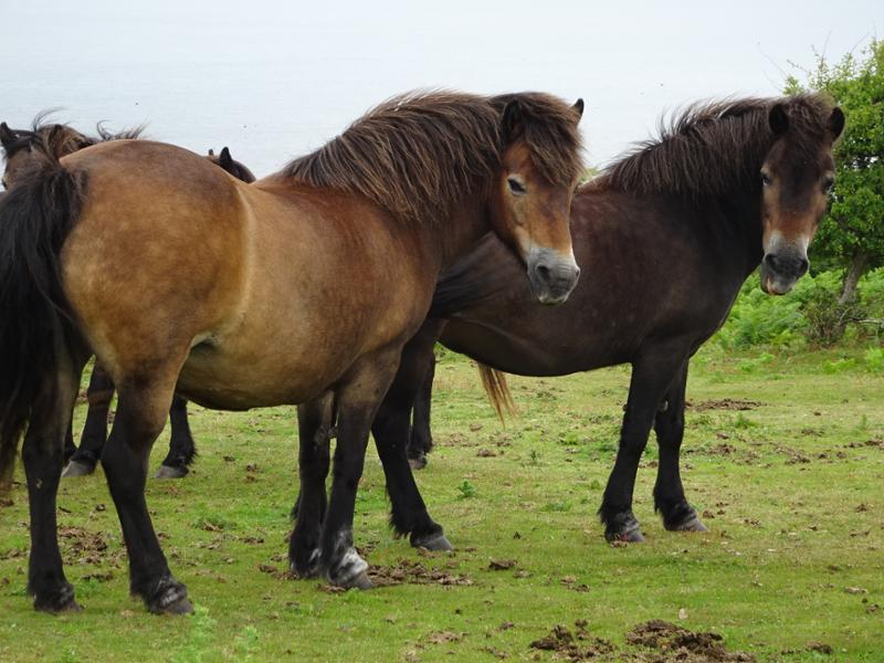 Your holiday: Exmoor  - Guided Walking