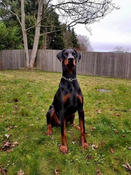 Working Dog Chicken & Salmon 1Kg Complete Raw Meal | 100% Natural | Natural Instinct | No Additives