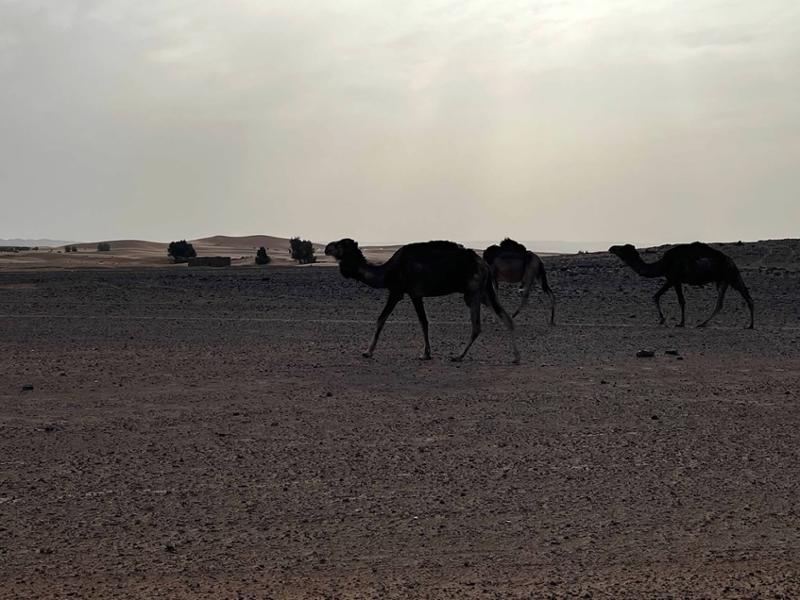 Best of Morocco