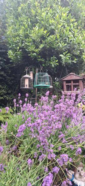 Suet Pellet & Mealworm Guardian Bird Feeder