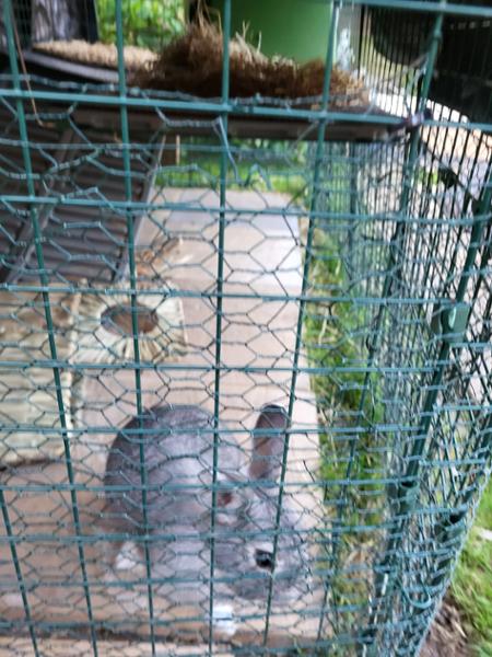 Suet Pellet & Mealworm Guardian Bird Feeder
