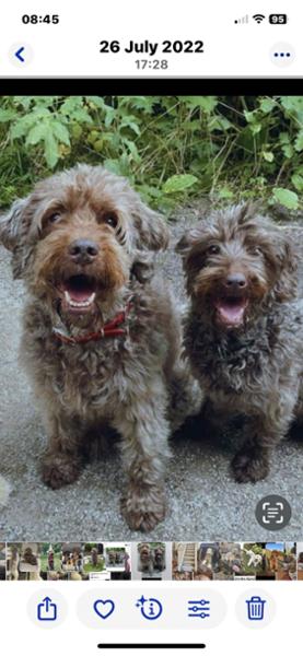 Senior Dry Dog Food | 1.5kg | Chicken & Superfoods | Grain Free & Natural Ingredients | Pooch & Mutt | Vet Recommended