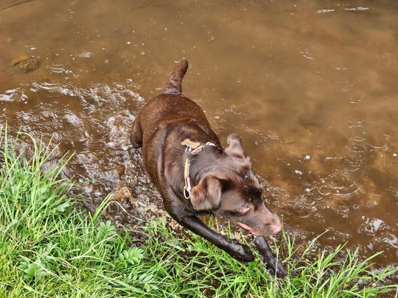 Happy Dog Montana - Amazing