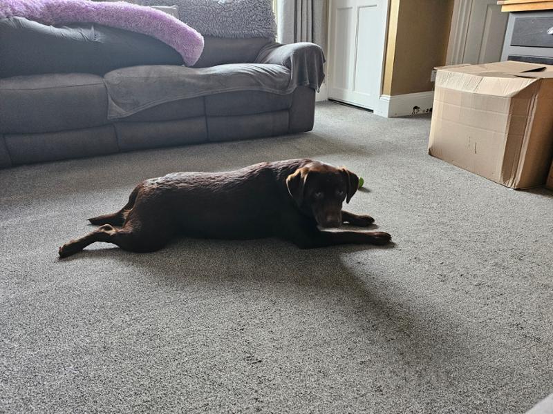 Happy Dog Montana - Amazing