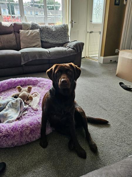 Happy Dog Montana - Amazing