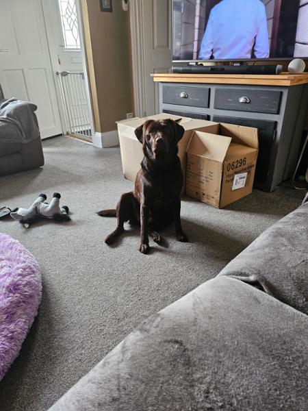 Happy Dog Montana - Amazing
