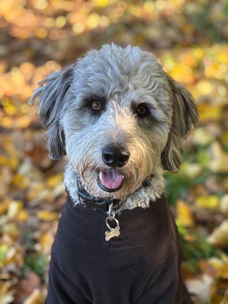 Happy we’ve changed to Pooch & Mutt!