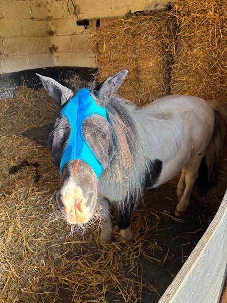 Shetland-Miniature-Section A Pull On Fly Mask With Ears