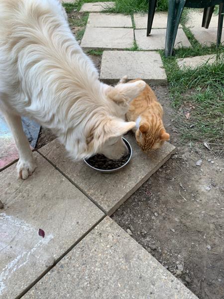 Canagan Highland Feast Dry Dog Food
