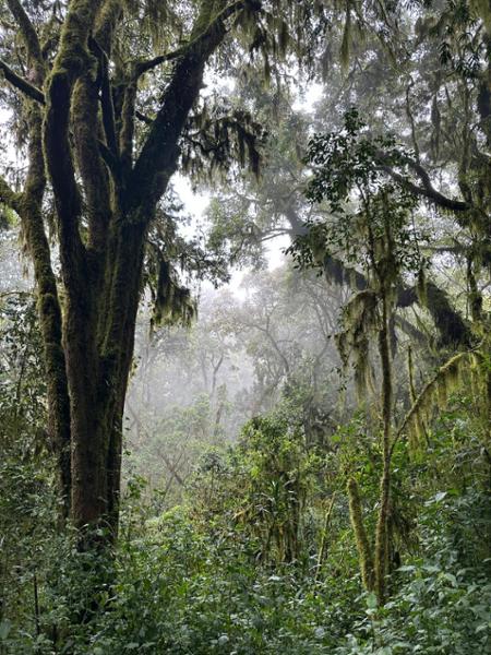 Kilimanjaro Marangu Trekking Route