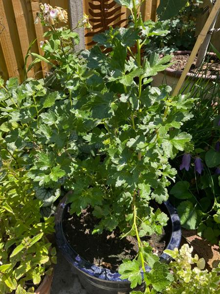 Great Quality Plant