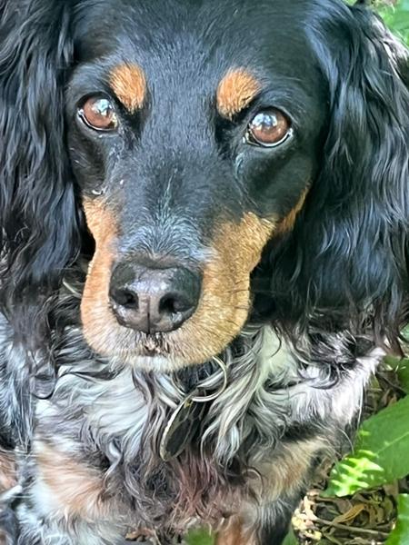 Weight Loss Dry Dog Food | 10kg | Low Calories & Low Fat | Grain Free & Natural Ingredients | Pooch & Mutt | Vet Recommended
