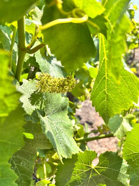 Deluxe Napa & Sonoma Valley Wine Country Tour