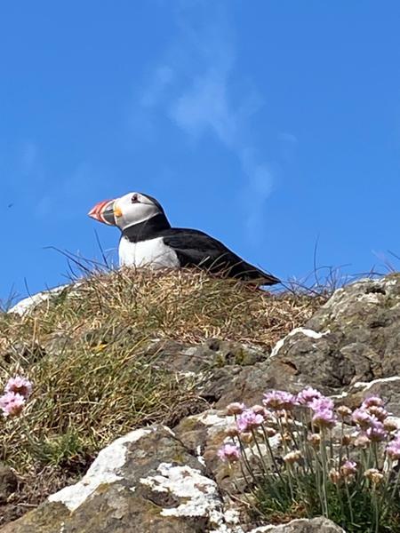 Hebridean Wildlife Seeking; Mull & the Small Isles