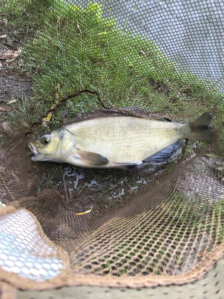 Method feeder rod