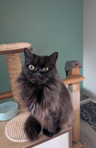 Scottish Salmon Dry Cat Food