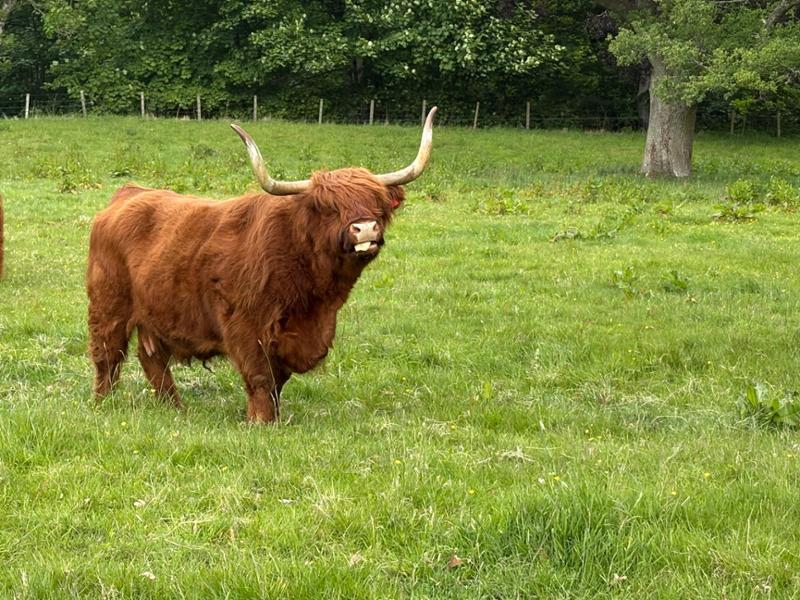 Scotland is calling and I have to go!