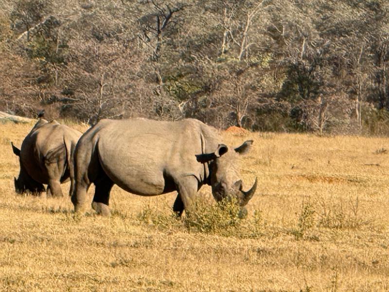 5145-5 Star African Safari