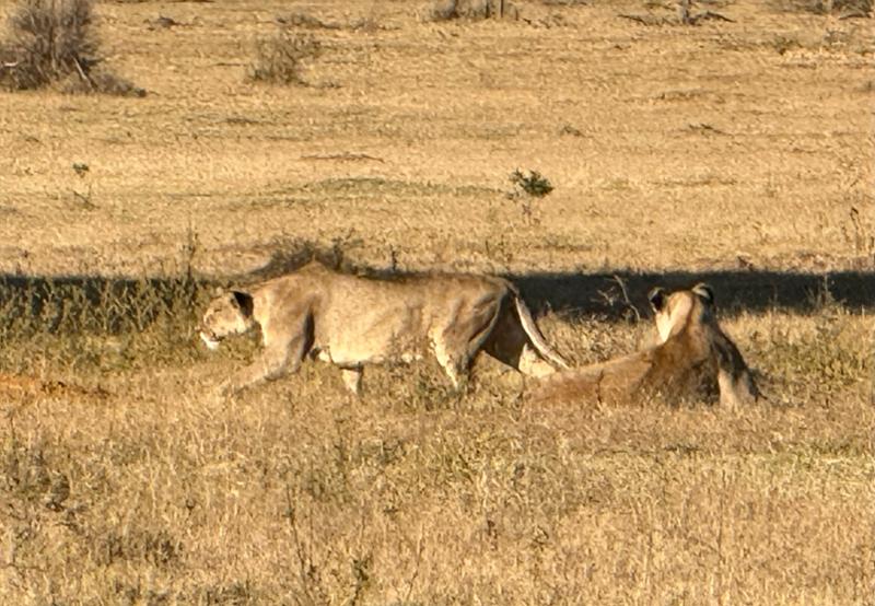 5145-5 Star African Safari